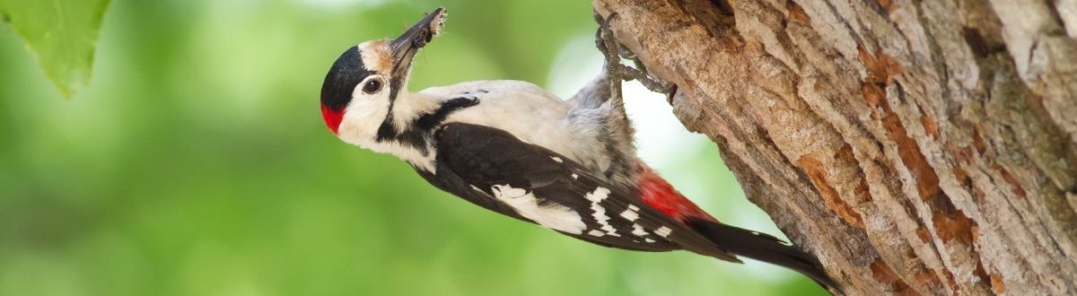 [paste advice page name here]